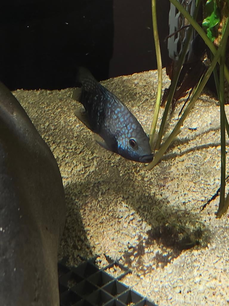 Herichthys carpintis Rio Tamesi, Vis, Zoetwatervis