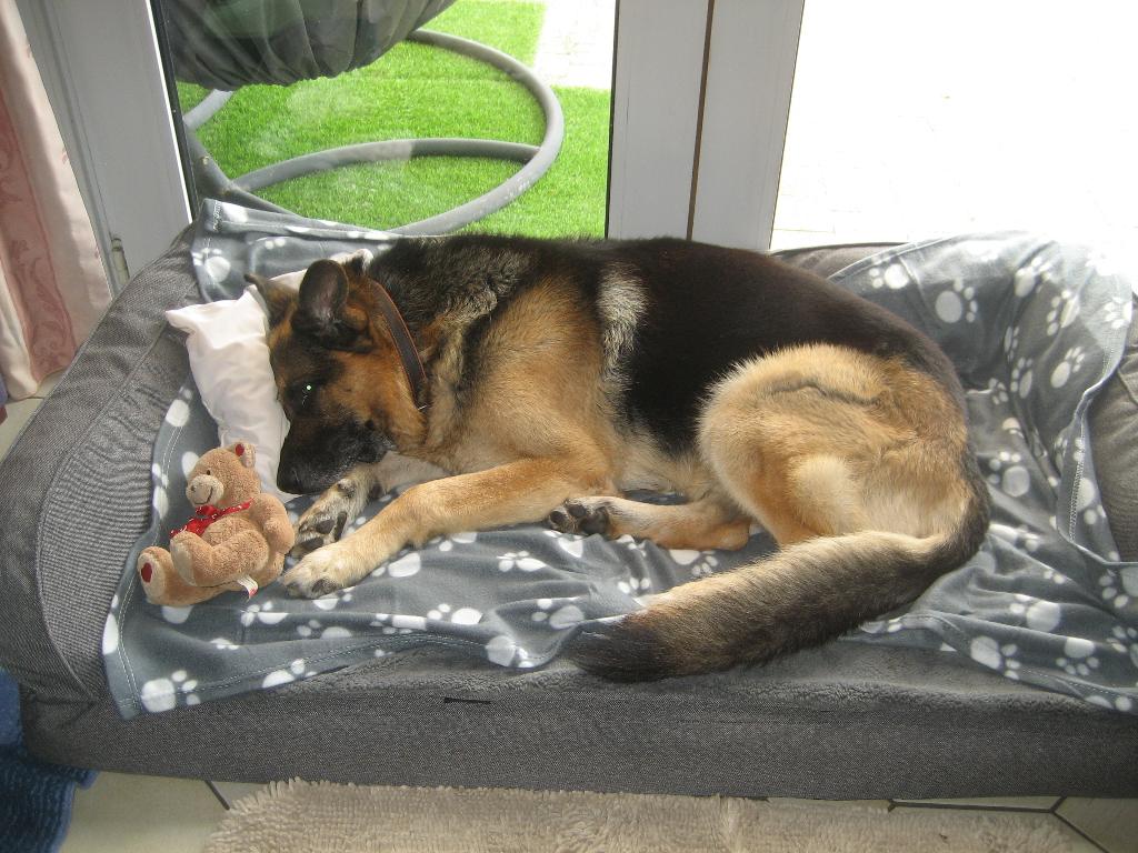 Xl orthopedische hondenbank, Dieren en Toebehoren, Hondenmanden, Ophalen of Verzenden, Gebruikt, Stof