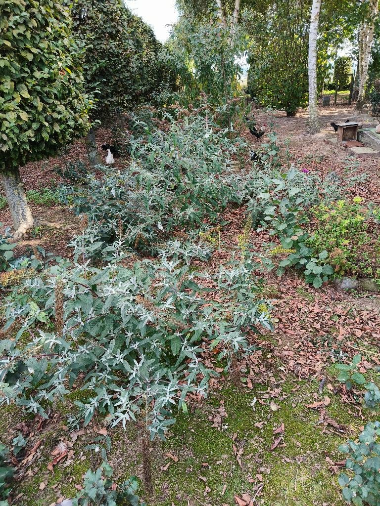 Vlinderstruiken (Buddleja Davidii) te koop, Tuin en Terras, Ophalen, Vlinderstruik, Struik, 100 tot 250 cm