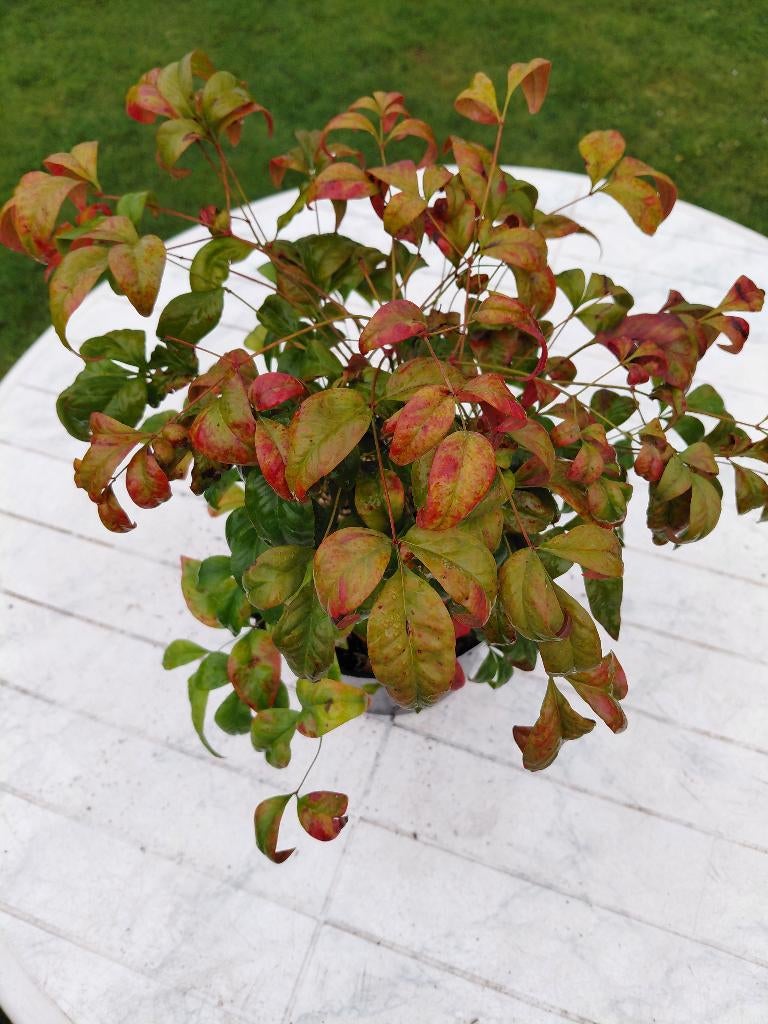 Nandina Fire Power, Tuin en Terras, Planten | Tuinplanten, Ophalen, Herfst, Halfschaduw