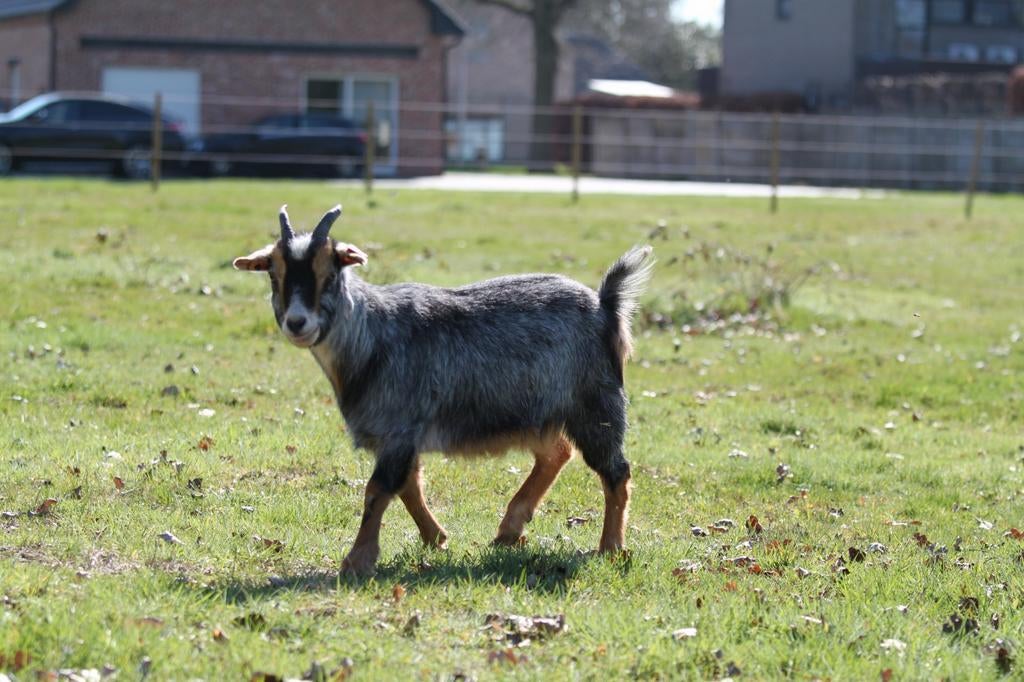 Dwerggeiten, Dieren en Toebehoren, Schapen, Geiten en Varkens