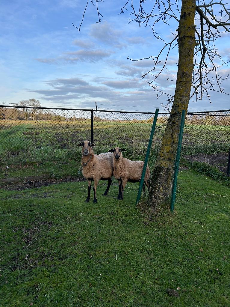 Schapen, Dieren en Toebehoren, Schapen, Geiten en Varkens, Vrouwelijk, Schaap, 3 tot 5 jaar