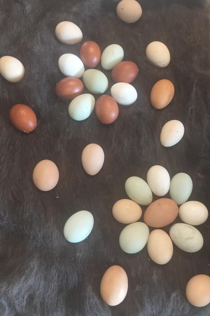 Broedeieren, Dieren en Toebehoren