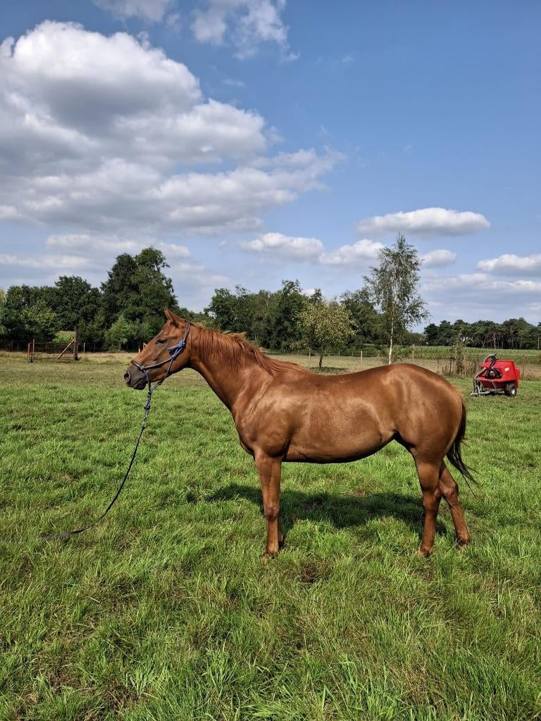 Quarter merrie, Dieren en Toebehoren, Paarden, Merrie, Minder dan 160 cm, Met stamboom, Zadelmak