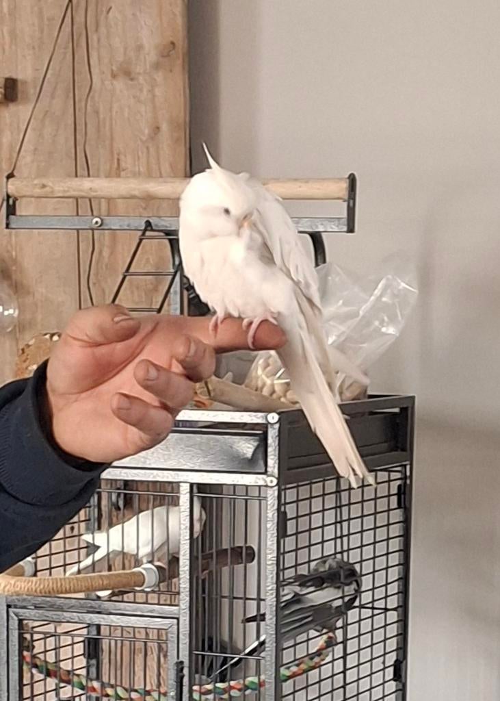 Tamme valkparkiet, Dieren en Toebehoren, Geringd