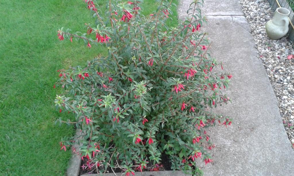 winterharde fuschia, Ophalen, Zomer, Vaste plant