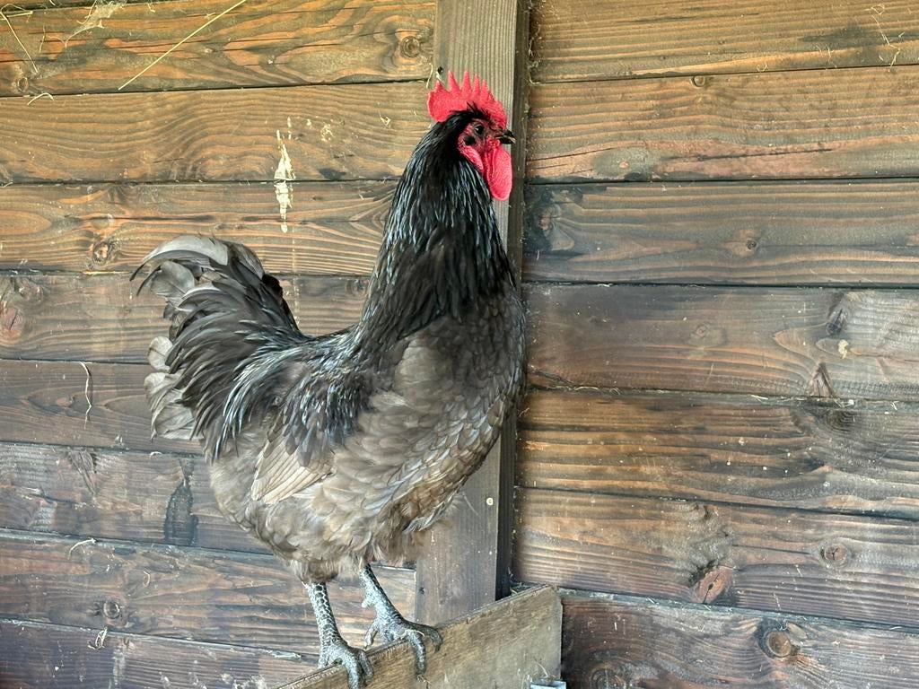Australorp haan 1 jaar, Dieren en Toebehoren