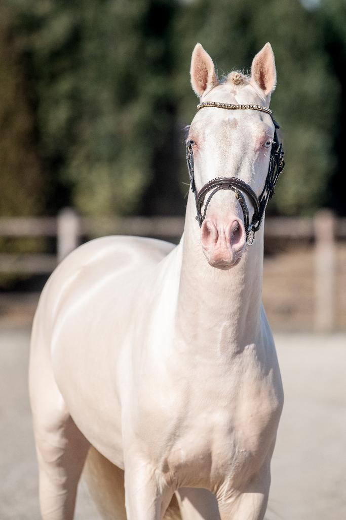 # Ponyhengsten ter dekking / dekhengsten, Étalon, Ne s'applique pas, Avec pedigree