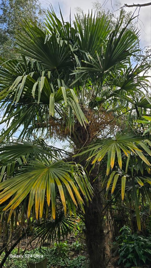 Zaailingen Trachycarpus Fortunei, Tuin en Terras, Ophalen of Verzenden