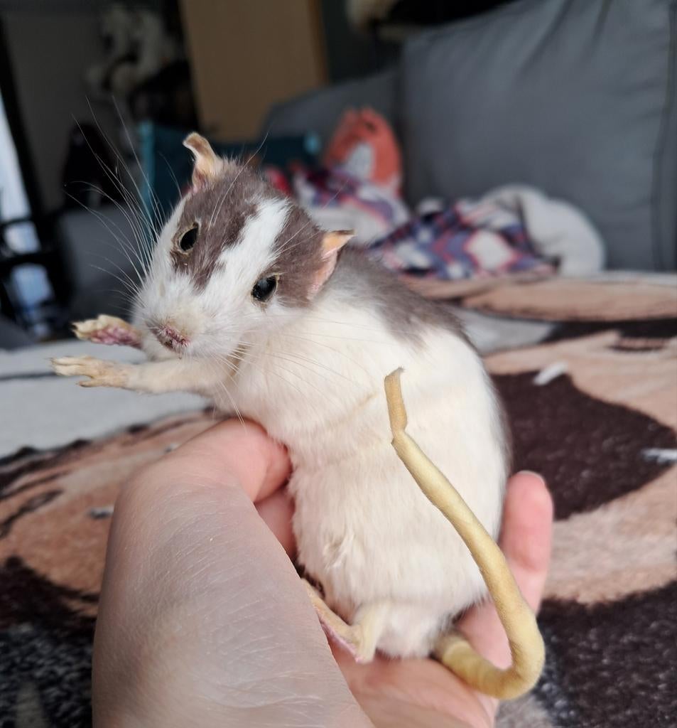 Taxidermie pour rats Softmount, Enlèvement ou Envoi, Comme neuf, Autres, Animal empaillé