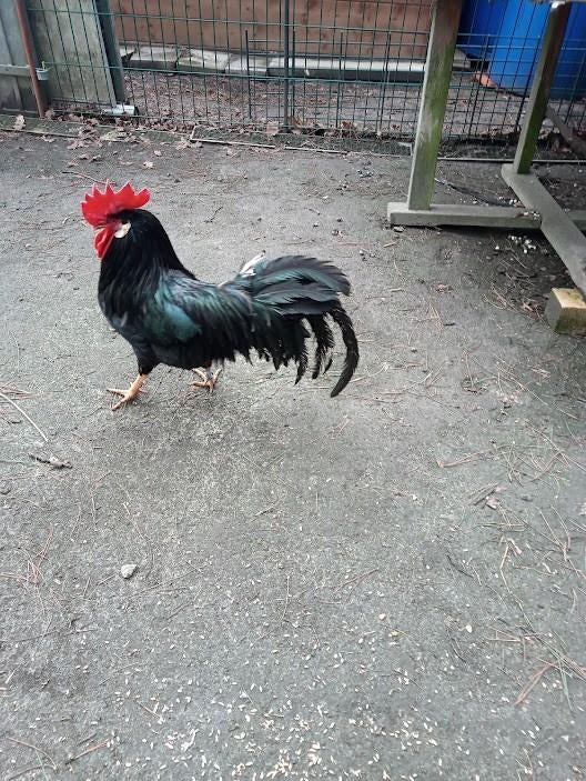 zwarte leghorn haan 15€., Dieren en Toebehoren, Pluimvee, Mannelijk, Kip