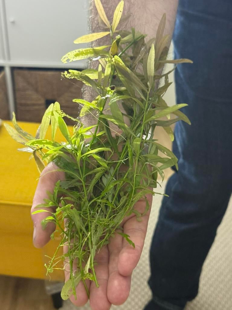 Aquarium plant, Enlèvement