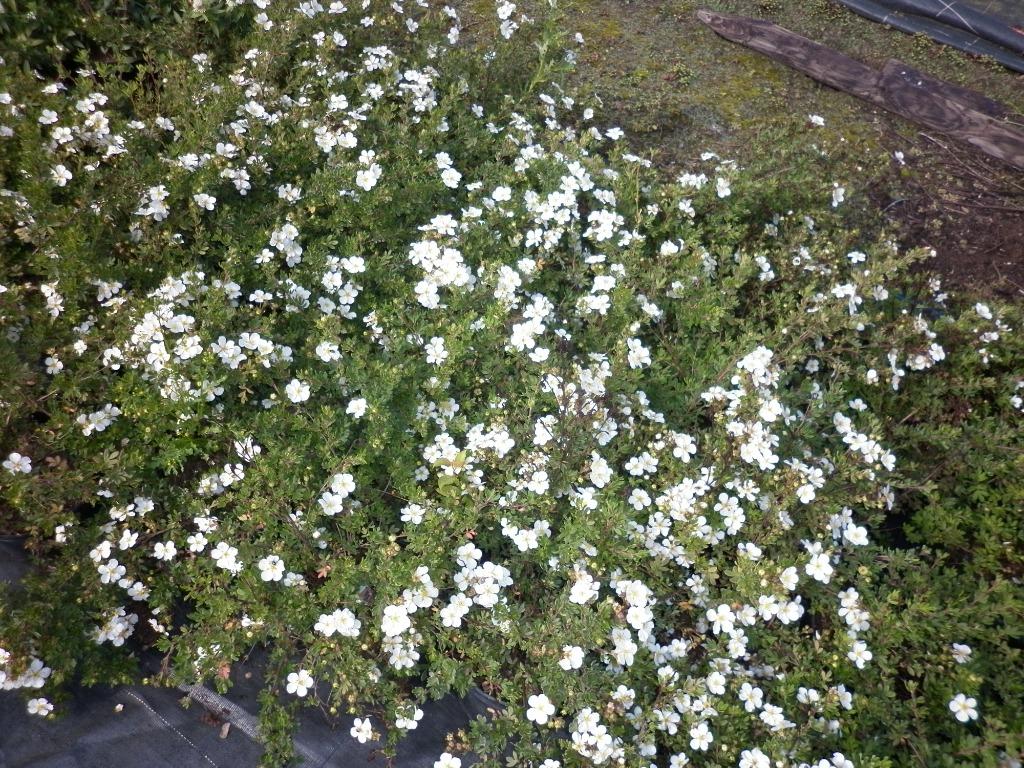 pottentilia frut. abbotswood, Ophalen, Overige soorten, Struik, Minder dan 100 cm