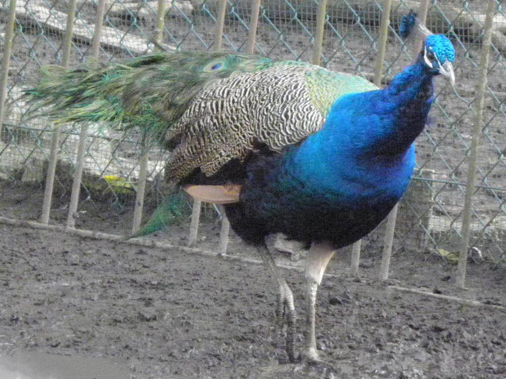 Blauwe pauw te koop (geboren: 2023), Dieren en Toebehoren, Mannelijk, Overige soorten