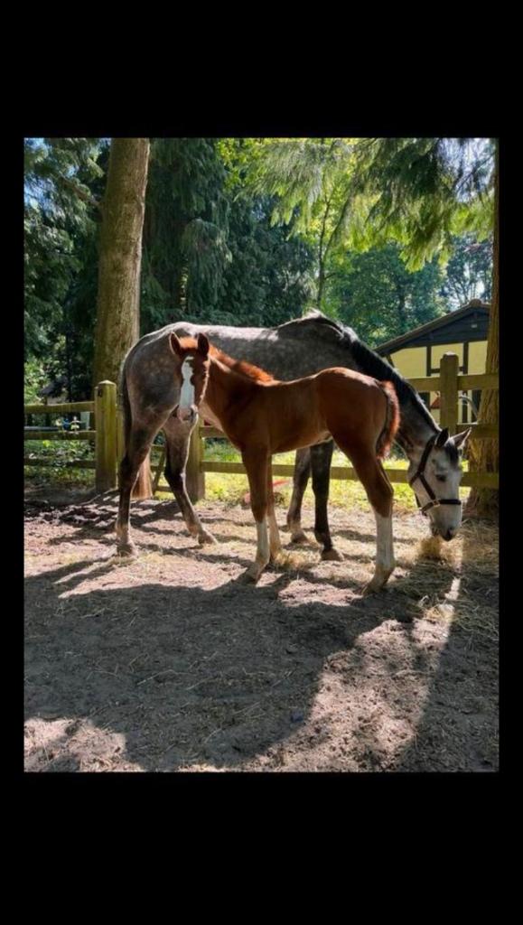 Fokmerries / draagmerries te koop, 11 ans ou plus, Avec pedigree, 160 à 165 cm, Ne s'applique pas