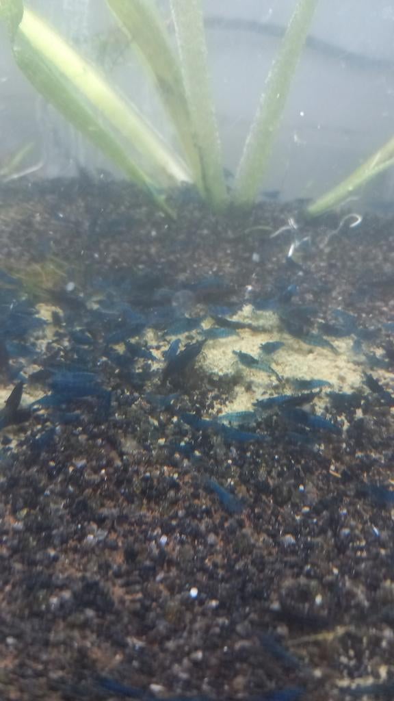 Blauwe garnale te koop , crevette bleu  a  vendre