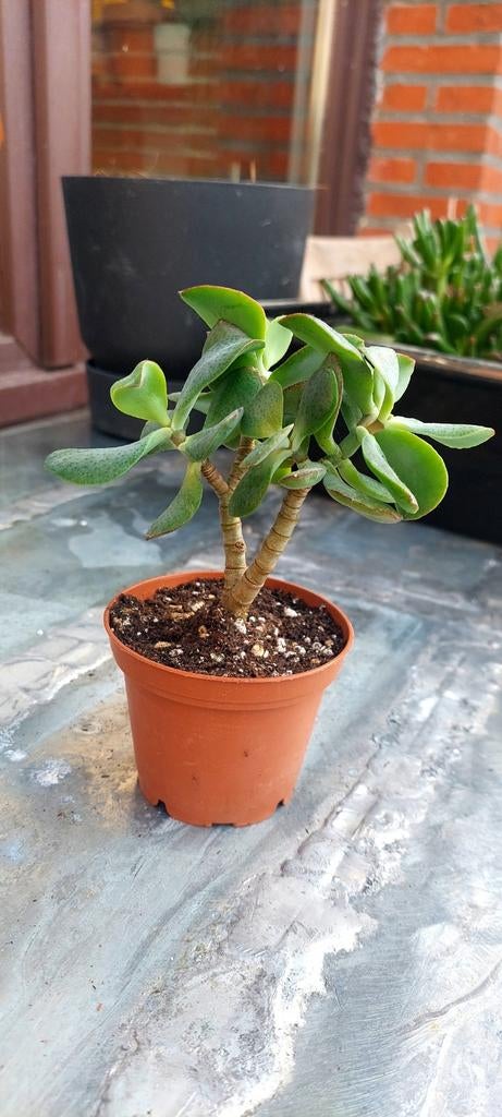 Crassula, Huis en Inrichting, Ophalen of Verzenden