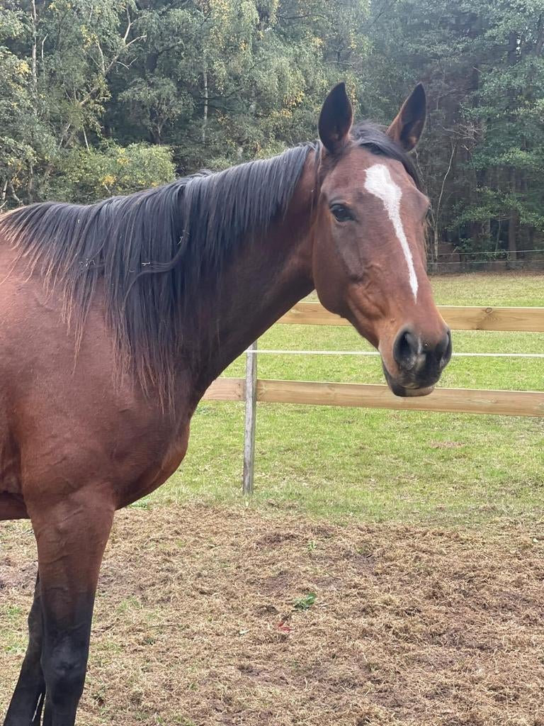 Verzorgers gevraagd / gezocht