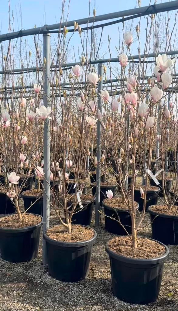 Magnolia soulangeana tulpenbomen | meerstammig, Tuin en Terras, Planten | Bomen, Ophalen of Verzenden