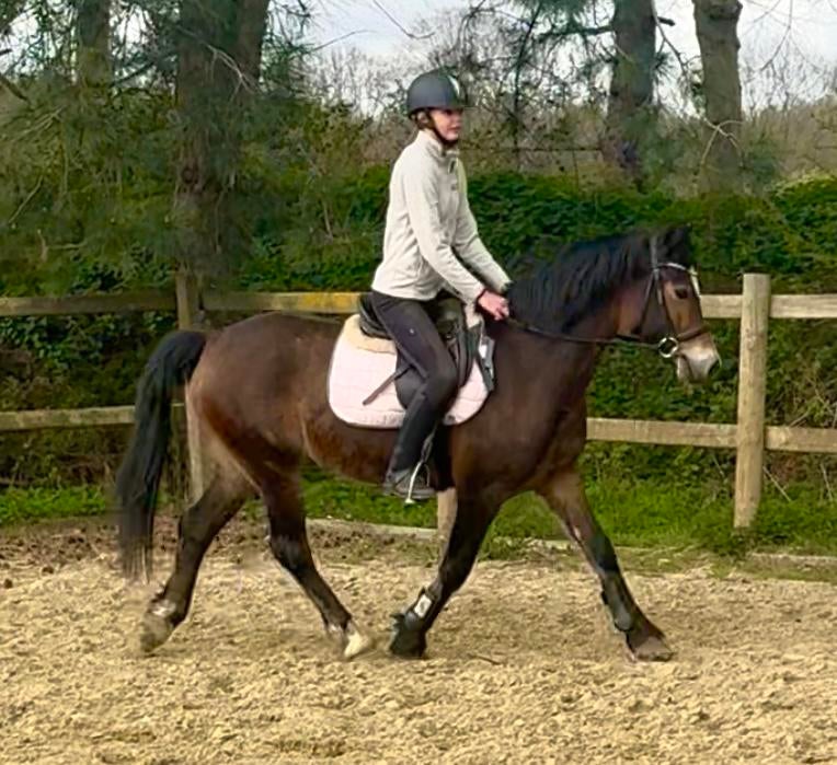 D welsh pony 6j allrounder ook betuigd, Dieren en Toebehoren, Merrie, Met stamboom