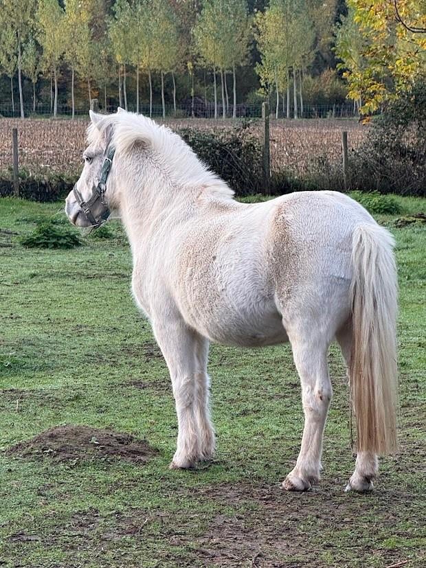 Betrouwbare allrounder te koop, Poney B (1.17 m à 1.27 m), B, Hongre, Poney de récréation