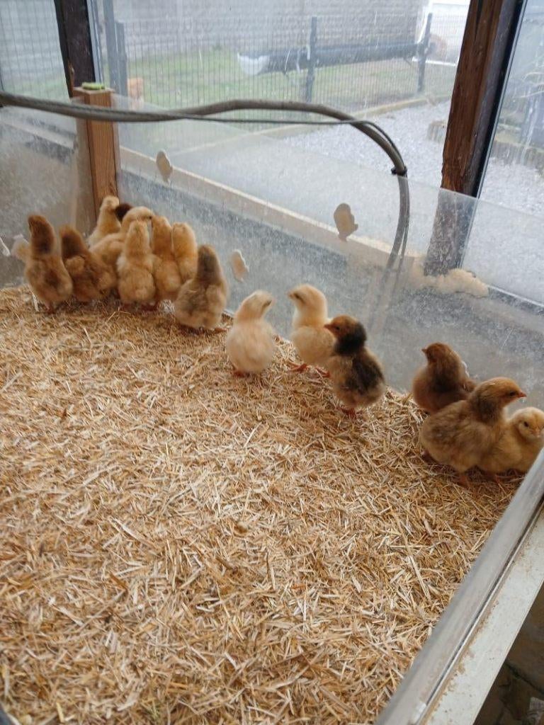 pluimvee, Dieren en Toebehoren, Pluimvee, Overige soorten