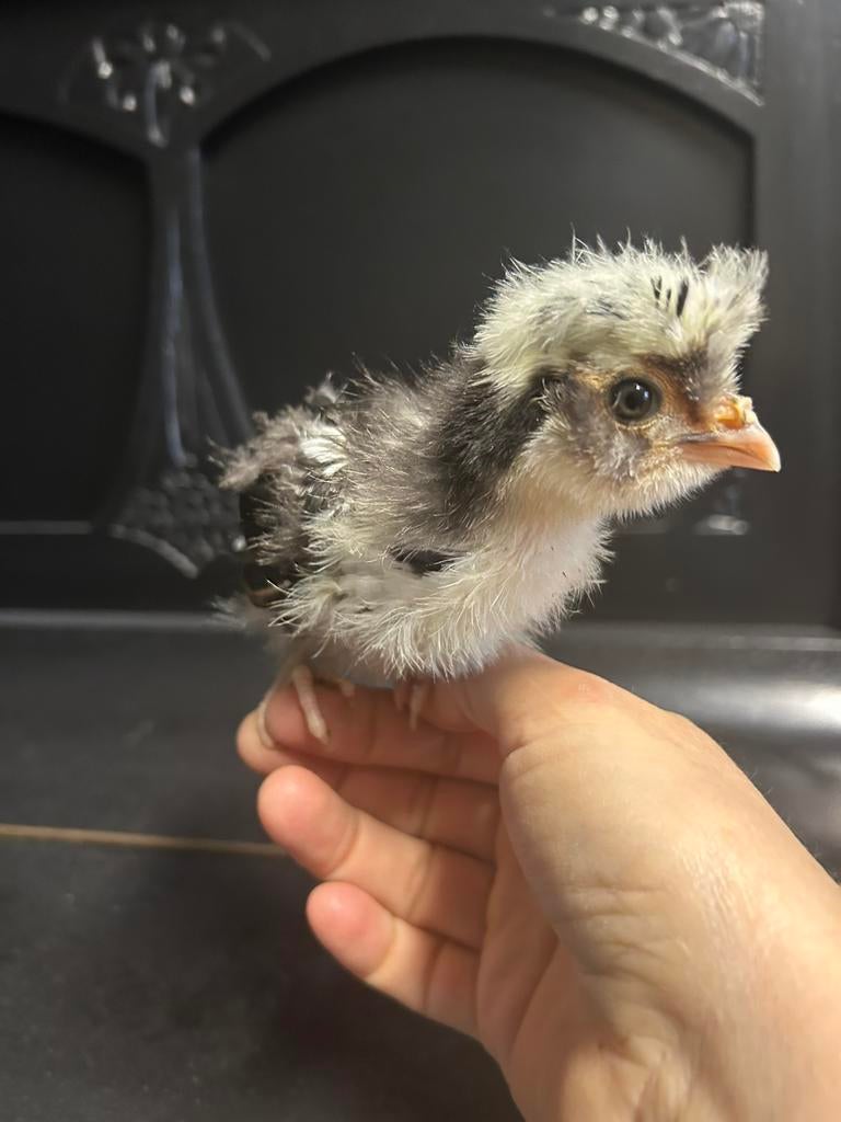 Padua kuifhoen kuikens, Dieren en Toebehoren, Pluimvee
