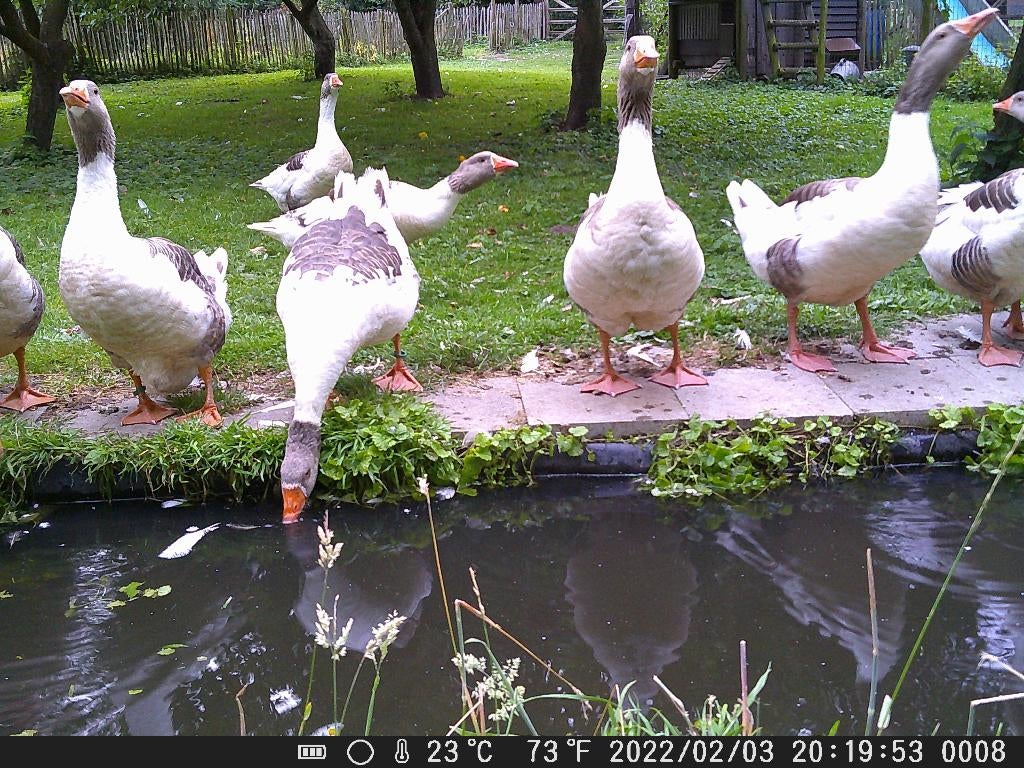 Broedeieren van raszuivere Vlaamse ganzen, Dieren en Toebehoren, Gans of Zwaan