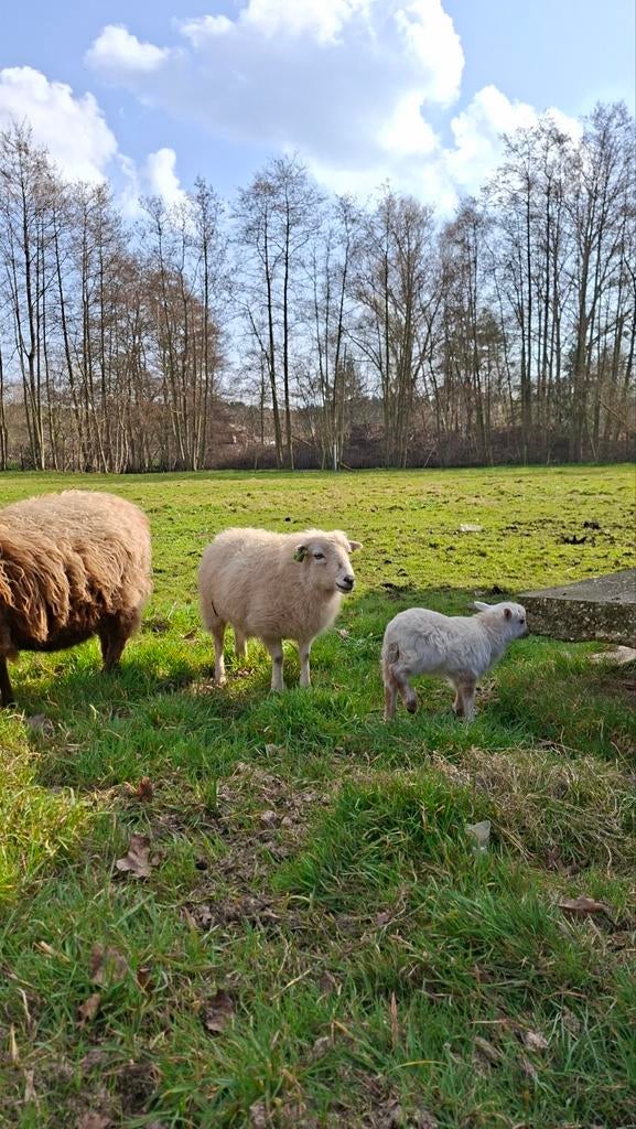 Ouessant ooi (2j) met ramlam, Dieren en Toebehoren