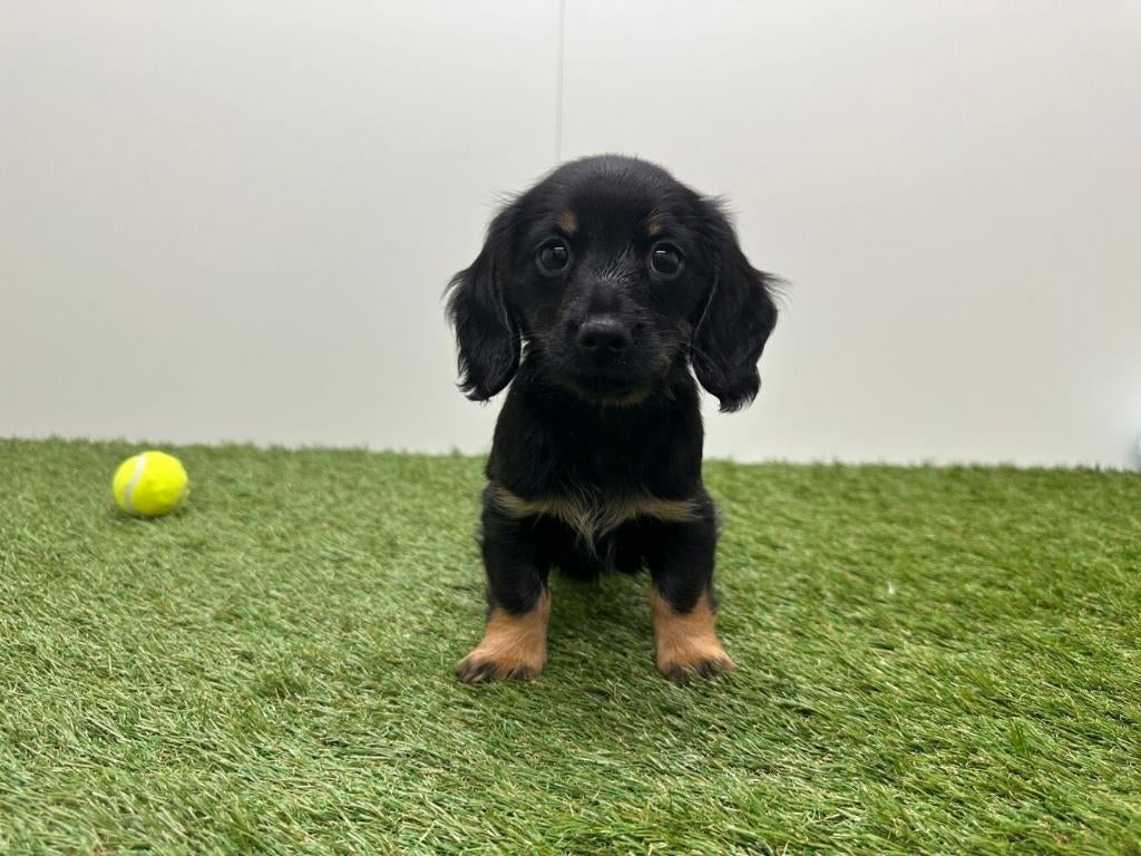 Nestje Langharige Teckel pups