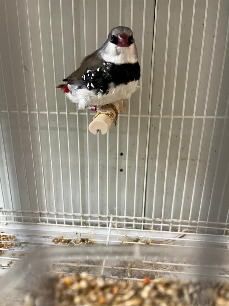 Diamantvink man, Dieren en Toebehoren, Vogels | Overige Vogels, Mannelijk, Tropenvogel, Geringd