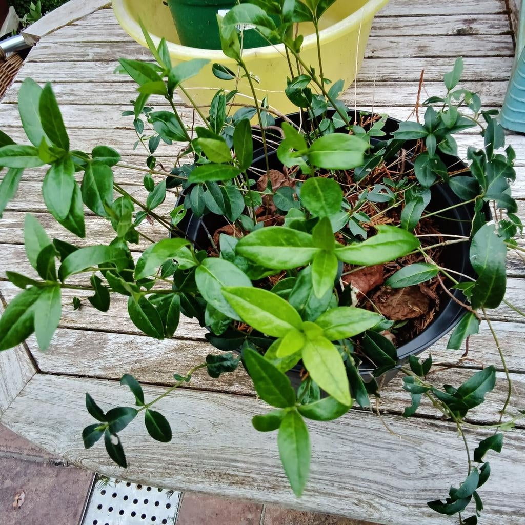 Vinca Minor (Maagdenpalm), Mortsel, Tuin en Terras, Planten | Tuinplanten, Ophalen