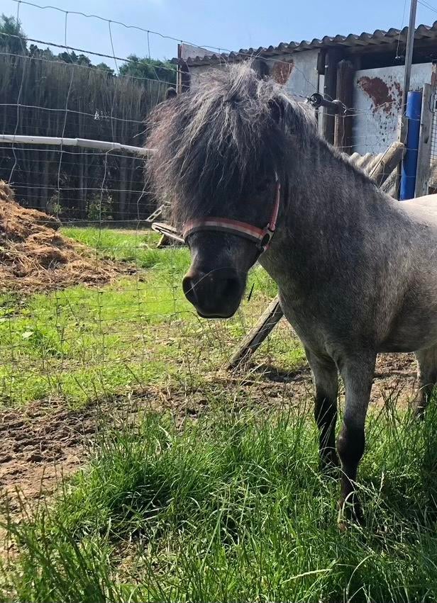 Shetlander schimmel hengst, Dieren en Toebehoren, Pony's, Hengst, Gechipt, 11 jaar of ouder