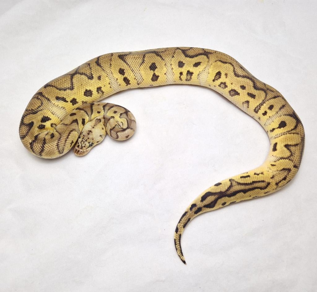 Pastel Clown het Pied koningspython man, Dieren en Toebehoren, Slang, Tam, 0 tot 2 jaar