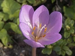 herfststijlloos, Tuin en Terras, Ophalen, Voorjaar, Halfschaduw, Bloembol