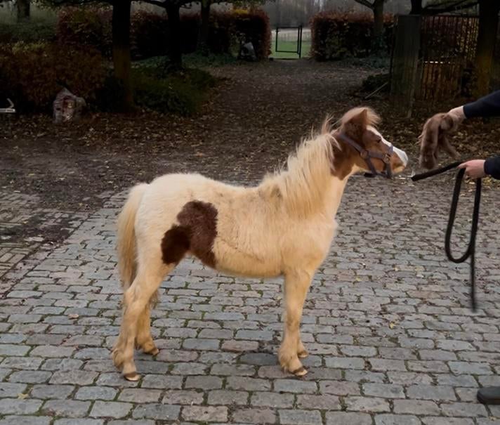 Mooi gekleurd amha nmprs merrietje, Dieren en Toebehoren, Paarden, B
