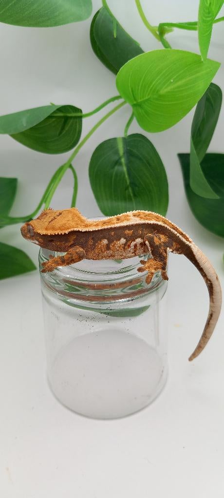 Poss 0.1 Tricolor Emptyback wimpergekko (vrouw), Dieren en Toebehoren, Hagedis, Tam, 0 tot 2 jaar