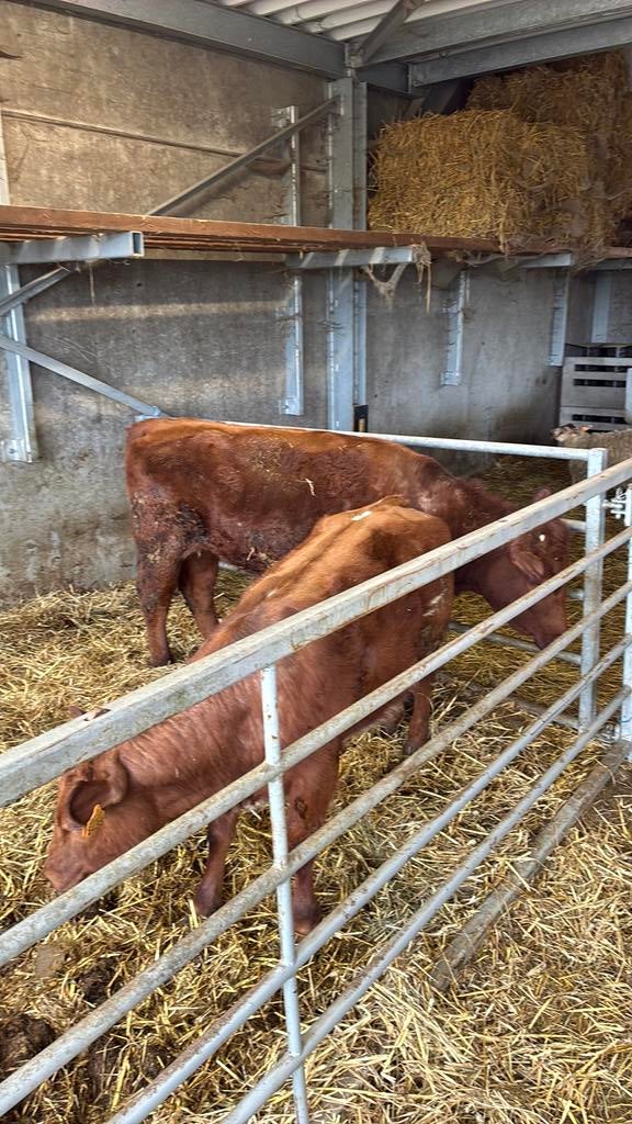 West vlaams rode vaars, Mannelijk, 0 tot 2 jaar