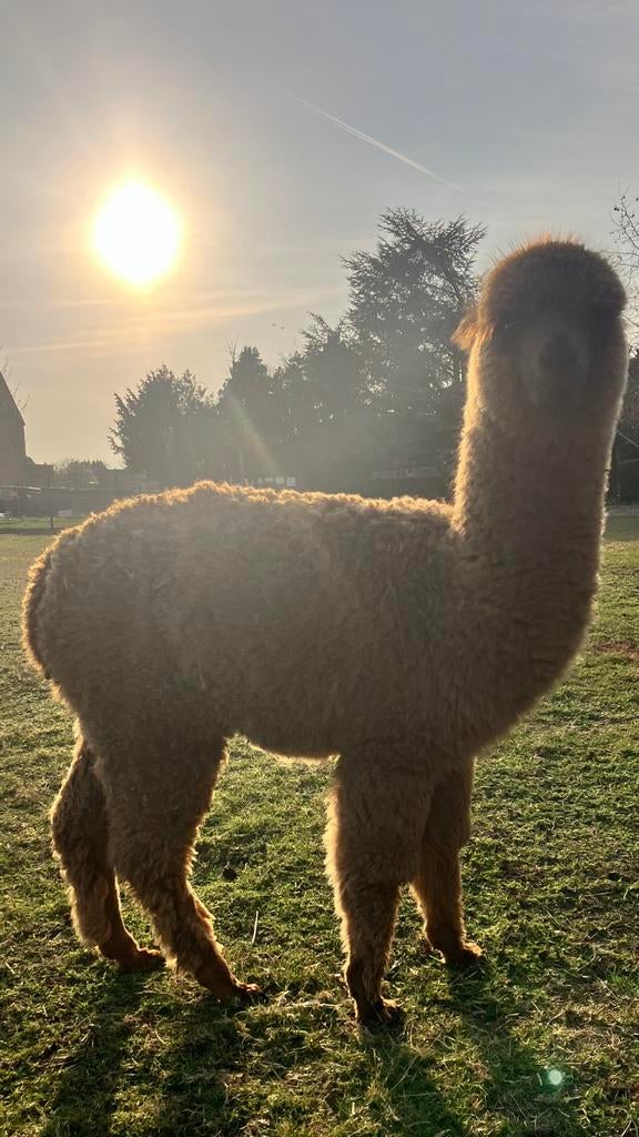3 alpaca hengstveulens, leuke kleurtjes, lief en halstermak, Dieren en Toebehoren, Overige Dieren, Juni, Meerdere dieren