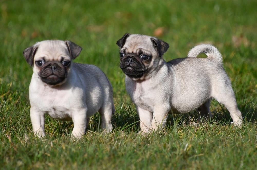 Chiots carlin à vendre (Belgique), Chien (mâle), Autres races, Belgique, Plusieurs