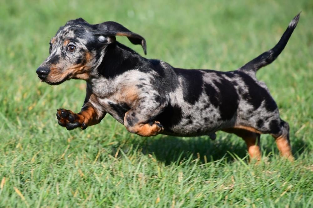 Chiots teckel à vendre (à poil ras), Animaux & Accessoires, Chiens | Teckels & Bassets, 15 semaines à 1 an, Étranger, Poils courts