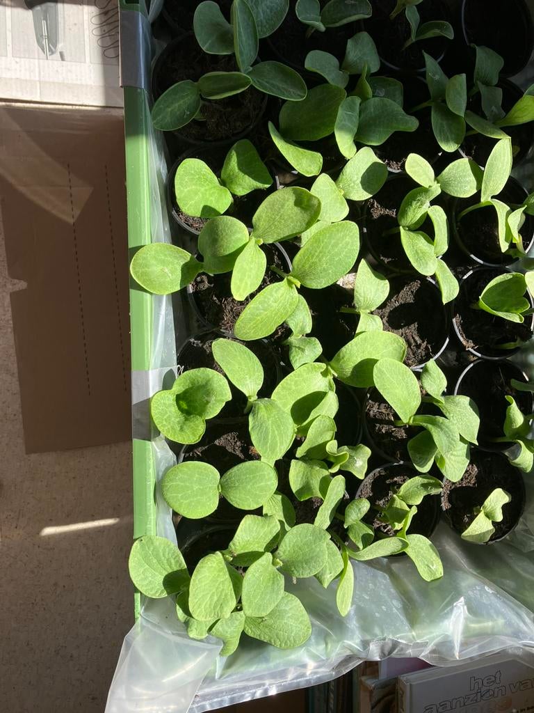 Pompoen plantjes., Ophalen, Zo goed als nieuw