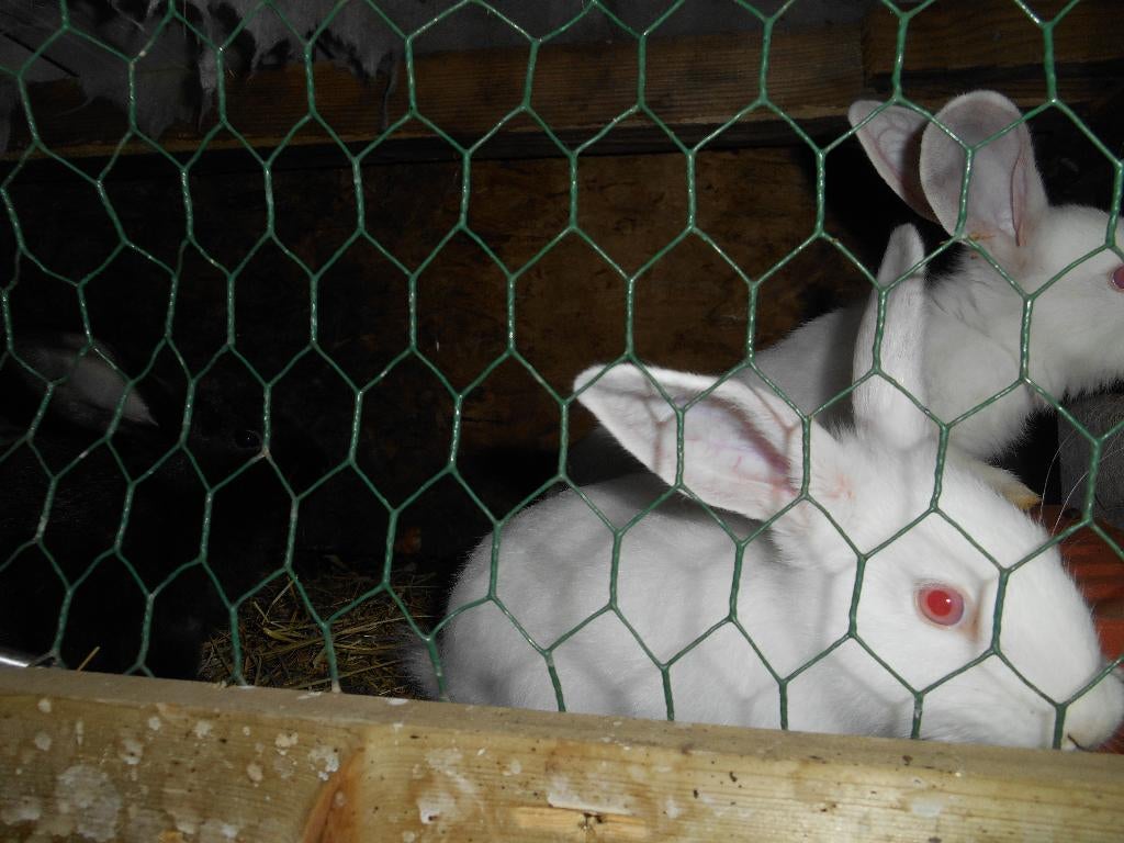 slachtkonijnen, Dieren en Toebehoren, Konijnen, Meerdere dieren, Groot, 0 tot 2 jaar