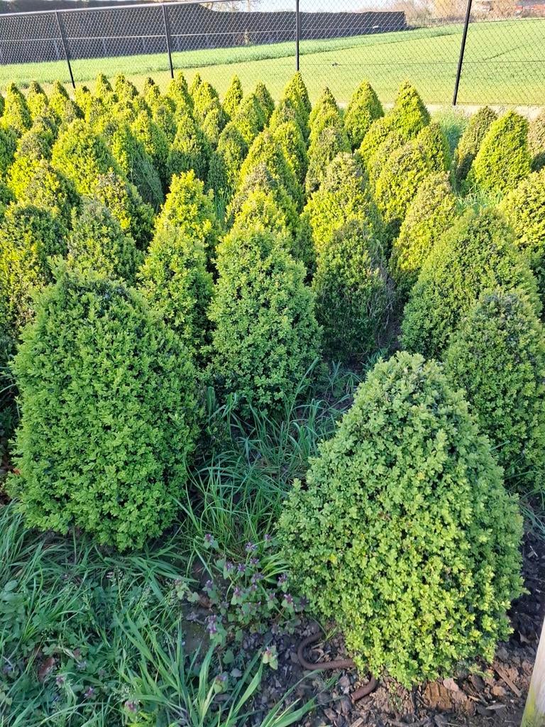 Buxus jaren zelf aan gekweekt 10 kopen is 1 gratis, Ophalen, Buxus