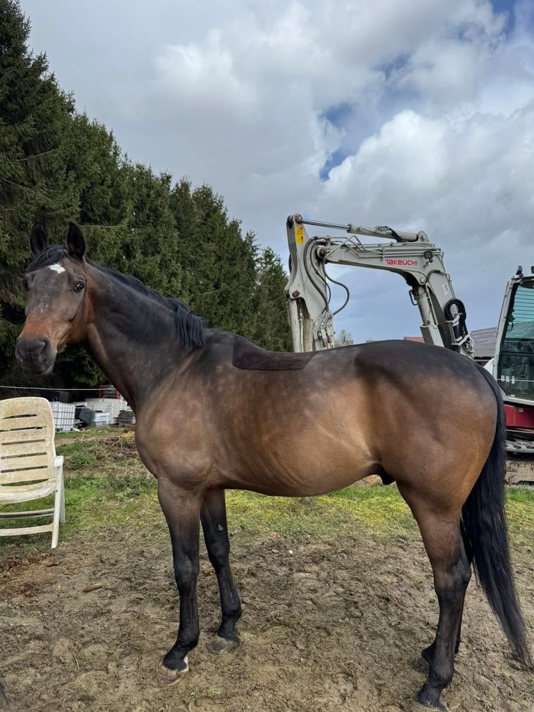 springpaard te koop, Dieren en Toebehoren, Paarden, Ruin, 175 cm of meer, 11 jaar of ouder, Springpaard