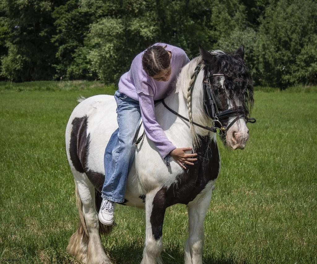 Paardje gezocht, Dieren en Toebehoren, Merrie, Springpaard, Zadelmak, Ontwormd