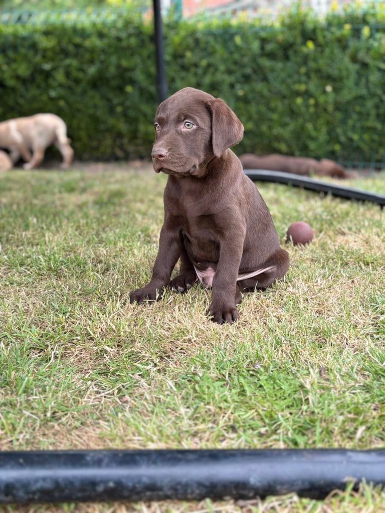 Labrador 750 euros, Animaux & Accessoires, Labrador retriever, Plusieurs, Hépatite contagieuse (maladie de Rubarth), Belgique