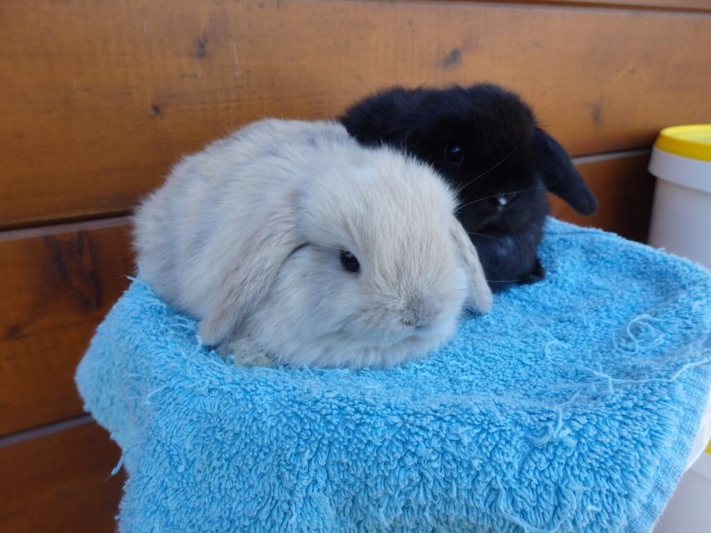 minilop/nhd koppeltje, Dieren en Toebehoren, Meerdere dieren, Dwerg, Hangoor, 0 tot 2 jaar