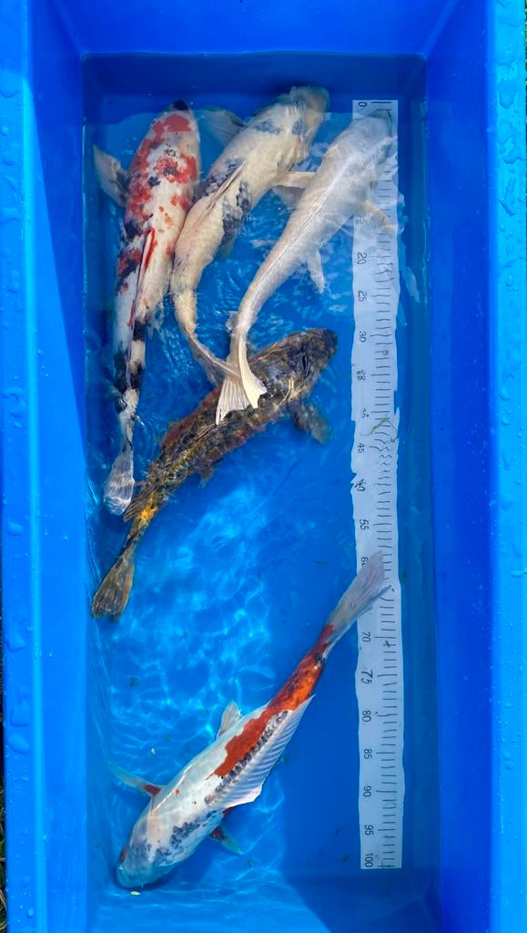 11 koi, Dieren en Toebehoren, Vissen | Vijvervissen, Karper of Koi