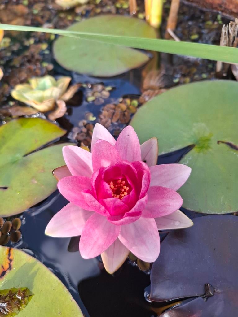Mini étang dans un demi-tonneau de vin ou de whisky ! Rustiq, Enlèvement, Comme neuf